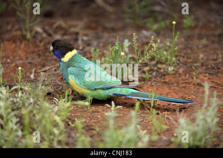 Barnardius zonarius australienne (à collier), adultes se nourrissent de la masse, Outback, Territoire du Nord, Australie Banque D'Images