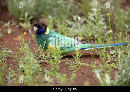 Barnardius zonarius australienne (à collier), adultes se nourrissent de la masse, Outback, Territoire du Nord, Australie Banque D'Images