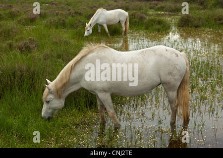 Chevaux camarguais dans une quête de terres humides inondées, Camargue, France Banque D'Images