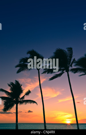 Palmiers au coucher du soleil, Maui, Hawaii Banque D'Images