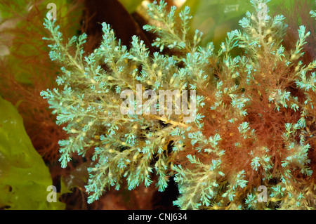 Les tamaris (Cystoseira tamariscifolia) une algue brune, dans un rockpool, UK Banque D'Images