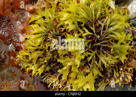 Grapeweed, une algue rouge (Mastocarpus stellatus), blanchi vert sur le milieu littoral, UK Banque D'Images