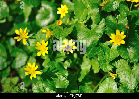 Hoverfly sur un bouton d'or Banque D'Images