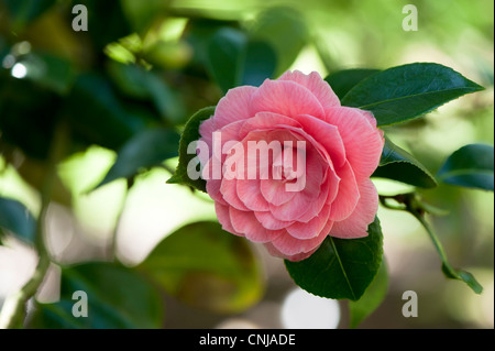 Camellia rose en fleur Banque D'Images
