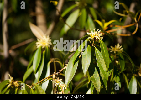 Illicium simonsii en fleur Banque D'Images