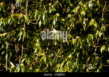 Illicium simonsii en fleur Banque D'Images