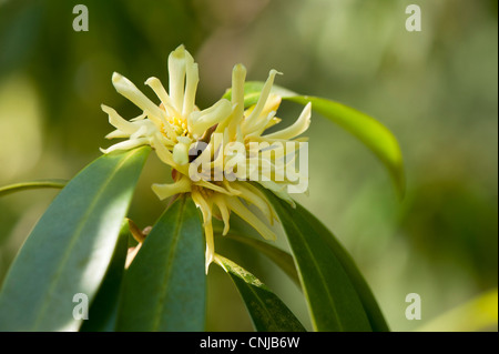 Illicium simonsii en fleur Banque D'Images