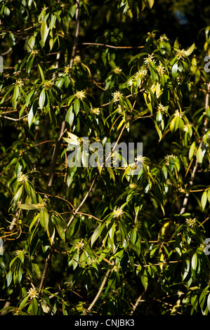 Illicium simonsii en fleur Banque D'Images