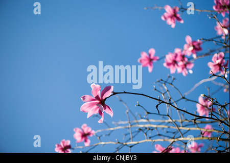 Magnolia sprengeri 'Diva' en fleurs Banque D'Images