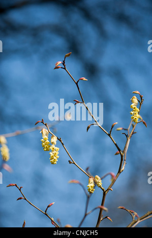 Corylopsis sinensis var sinensis chinois, de l'AGA de l'hiver ou l'Hamamélis, le printemps en fleur pourpre Banque D'Images