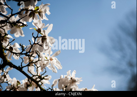 Magnolia x loebneri 'Merril', Magnolia hybride en fleur Banque D'Images