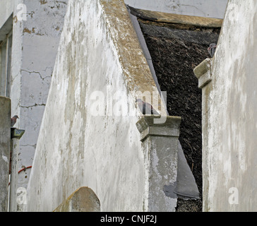 Les pigeons assis sur le toit d'une maison au toit de chaume dans la ville historique de tulbagh dans la région de boland afrique du sud. Banque D'Images