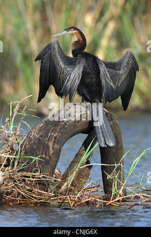 Le dard de l'Afrique de l'anhinga rufa () adulte, debout sur log, le séchage des ailes dans le soleil du matin, N.P., Botswana Chobe Banque D'Images