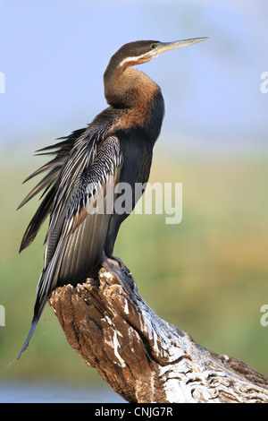 Le dard de l'Afrique de l'anhinga rufa () adulte, debout sur se connecter, se prélassant dans les premières heures du soleil, N.P., Botswana Chobe Banque D'Images