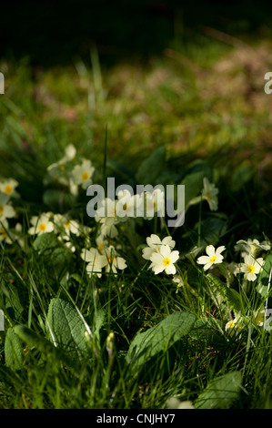 Wild Primroses, Primula vulgaris en fleur Banque D'Images