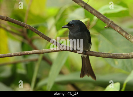 Ventilé blanc Drongo (Dicrurus caerulescens) leucopygialis race endémique, adulte, perché sur des rameaux, Sri Lanka, décembre Banque D'Images