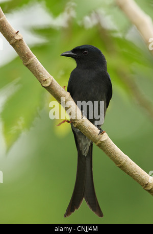 Ventilé blanc Drongo (Dicrurus caerulescens) leucopygialis race endémique, adulte, perché sur branche, Sri Lanka, décembre Banque D'Images