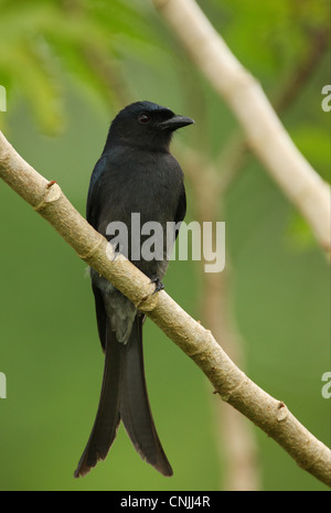 Ventilé blanc Drongo (Dicrurus caerulescens) leucopygialis race endémique, adulte, perché sur branche, Sri Lanka, décembre Banque D'Images