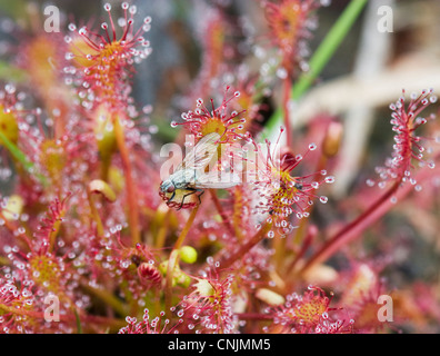 Une mouche, bloqué sur l'anglais rossolis (Drosera anglica), une plante carnivore. Banque D'Images