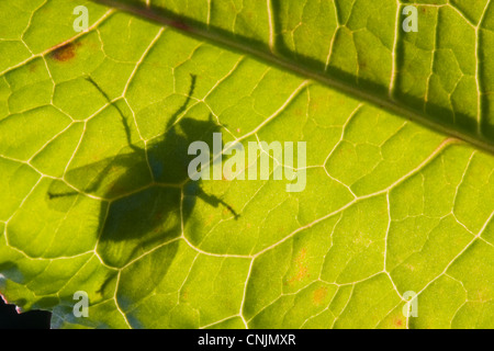 Silhouette d'une mouche sur une feuille de feuillus (Rumex obtusifolius). Banque D'Images