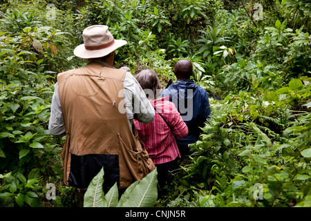 L'Afrique, Rwanda, les randonneurs de gorille marche à travers les champs de pommes de terre près du mur de Buffalo. Banque D'Images