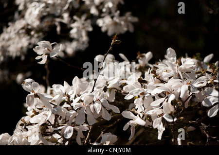 Magnolia x loebneri 'Merrill' Magnolia en fleurs hybrides, Banque D'Images