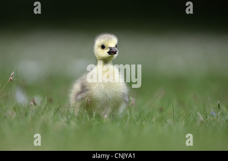 Bernache du Canada (Branta canadensis) espèces introduites, Gosling, debout sur l'herbe, Londres, Angleterre, mai Banque D'Images