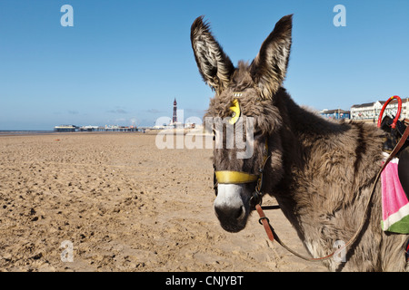 Âne en attente d'un cavalier sur la plage de Blackpool. Banque D'Images