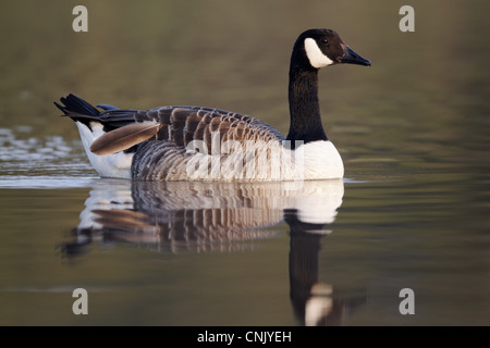 Bernache du Canada (Branta canadensis) espèces introduites, adulte, en plumes de mue, natation, Midlands, Angleterre, avril Banque D'Images