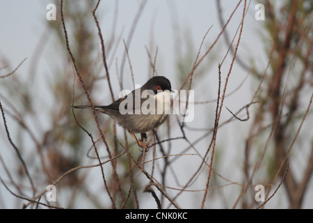 Fauvette sarde (Sylvia melanocephala) mâle adulte, perché à bush, Portugal, mars Banque D'Images