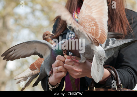 Nourrir les pigeons dans St James Park, Londres. UK Banque D'Images