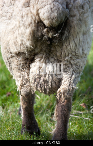 Les Moutons de race rare d'Oxford Banque D'Images