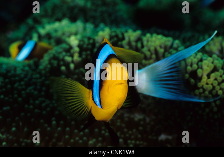 Orange-fin, poisson clown Amphiprion chrysopterus, close-up en provenance des Îles Salomon, dans l'ouest du Pacifique. Banque D'Images