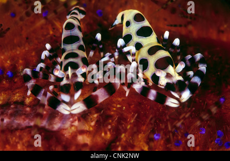 Une paire de crevettes Periclimenes colemani, Coleman, assis sur leur hôte, Asthenosoma varium oursin. Banque D'Images