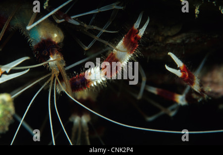 Crevettes boxer bagués, Stenopus hispidus, close-up de la Mer Rouge. Ces crevettes sont la fourniture de services de nettoyage pour les autres. Banque D'Images