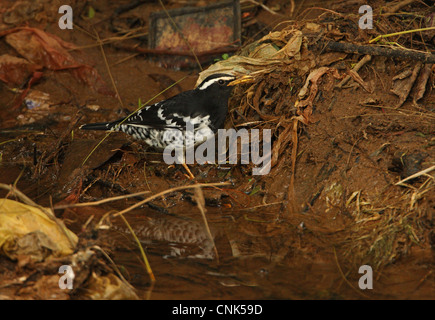 Pied (Zoothera wardii muguet) mâle adulte, l'alimentation entre les déchets dans le ruisseau, le parc Victoria, Nuwara Eliya, Sri Lanka, décembre Banque D'Images