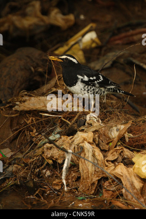 Pied (Zoothera wardii muguet) mâle adulte, l'alimentation entre les déchets dans le ruisseau, le parc Victoria, Nuwara Eliya, Sri Lanka, décembre Banque D'Images