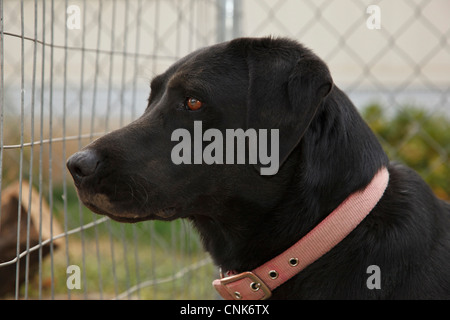 USA, Ohio, Pendelton, Labrador Retriever. Banque D'Images