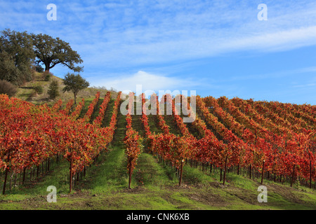 Photo de vin de pays vignobles en plein automne couleur, Sonoma County, Californie, USA Banque D'Images