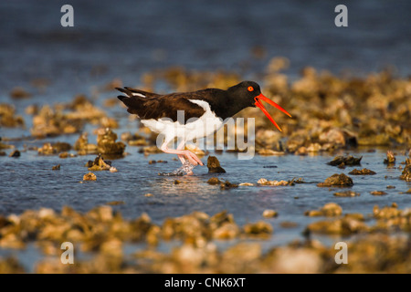 Amérique du Nord, USA, Texas, Aransas Co., Aransas Bay, de l'Huîtrier d'Amérique (Haematopus palliatus), se nourrissant d'Oyster Bar Banque D'Images