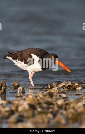 Amérique du Nord, USA, Texas, Aransas Co., Aransas Bay, de l'Huîtrier d'Amérique (Haematopus palliatus), se nourrissant d'Oyster Bar Banque D'Images