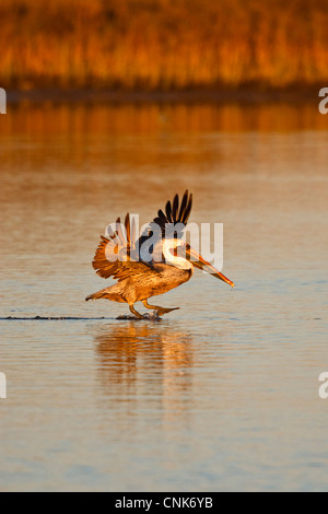 Amérique du Nord, USA, Texas, Aransas Co., Pélican brun (Pelecanus occidentalis) débarquement de Aransas Bay à Goose Island State Park Banque D'Images