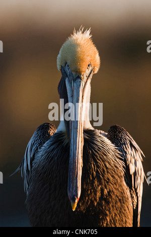 Amérique du Nord, USA, Texas, Aransas Co., Pélican brun (Pelecanus occidentalis) perché à Goose Island State Park Banque D'Images