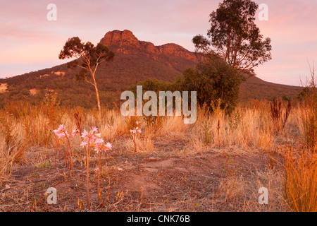 Avant le lever du soleil au Mont Sturgeon près de Dunkeld dans le sud dans les Grampians Victoria en Australie Banque D'Images