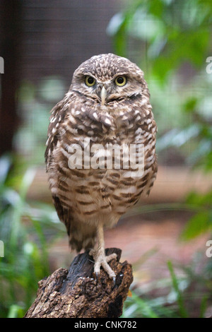 Vol d'oiseau de proie terriers Burrowing Owl silencieux Banque D'Images