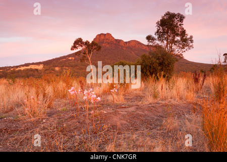 Avant le lever du soleil au Mont Sturgeon près de Dunkeld dans le sud de l'Australie à Victoria Grampians Banque D'Images