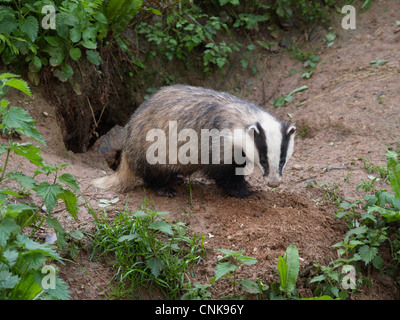 Eurasian Blaireau (Meles meles) adulte, debout à l'entrée de terriers, Devon, Angleterre Banque D'Images