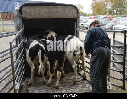 Les bovins domestiques Holstein veaux mâles étant chargée sur la remorque de l'élevage de bétail du marché Marché Carlisle Cumbria England Banque D'Images