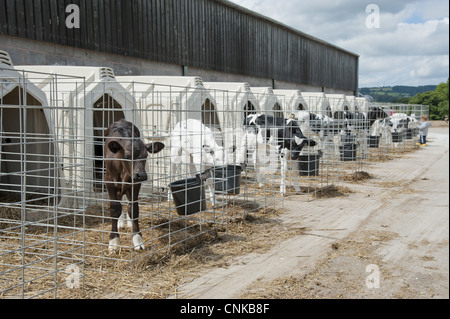 Les bovins domestiques, les veaux laitiers Holstein veau, huches, Flintshire, au nord du Pays de Galles, juillet Banque D'Images