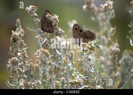 Deux bois communs se nourrissent de papillons nymphe des boutons de fleurs. Très faible profondeur de champ. Banque D'Images